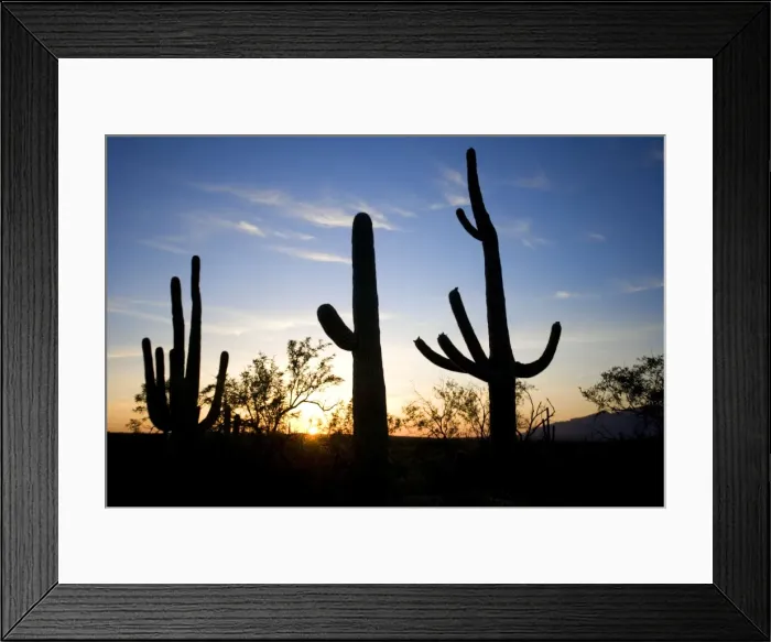 Framed Print : Saguaro Cactus (Carnegiea gigantea) Silhouette at Sunset - Sonoran Desert - Arizona - Record height: 78 feet - Average mature height: 18 to 30 feet, but often reach heights of 50 to 60 feet - Weigh about 80 pounds per foot - grow their first arms Framed Print : Saguaro Cactus (Carnegiea gigantea) Silhouette at Sunset - Sonoran Desert - Arizona - Record height: 78 feet - Average mature height: 18 to 30 feet, but often reach heights of 50 to 60 feet - Weigh about 80 pounds per foot - grow their first arms