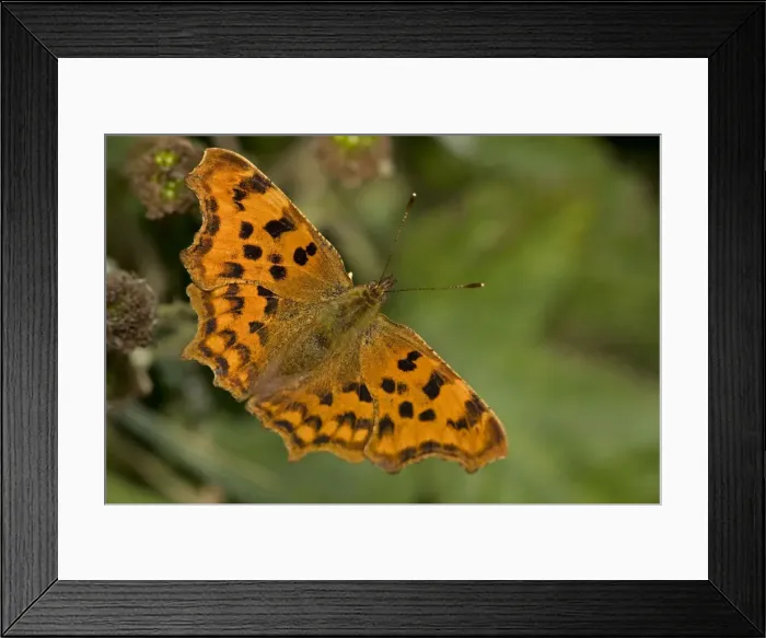 Framed Print : Comma Butterfly - Family Nymphalidae -England - UK - In early summer - Range is N Africa-Europe-central Asia- north China-Korea and Japan - Habitat is woodland clearings-often in damp places