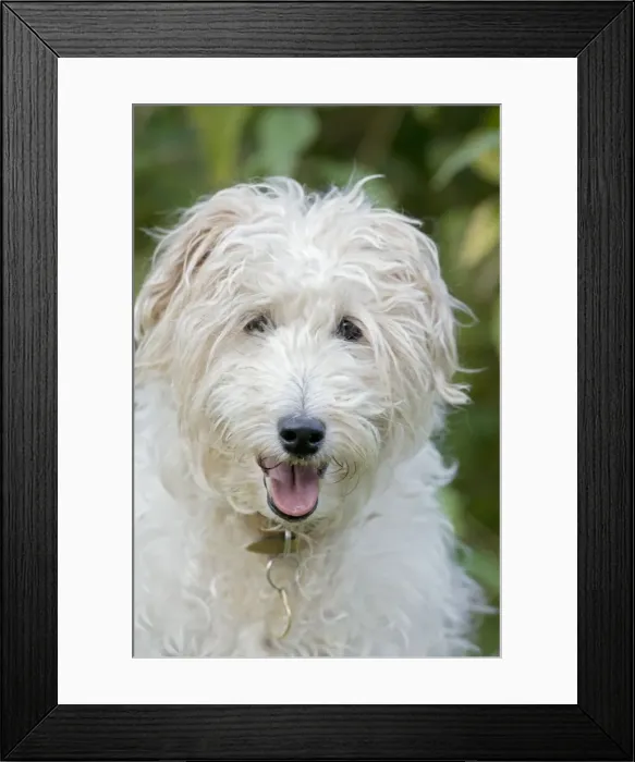 Framed Print : Dog - Mixed Breed Framed Print : Dog - Mixed Breed