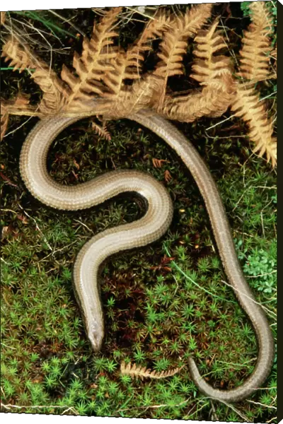 Slow Worm Legless Lizard, UK