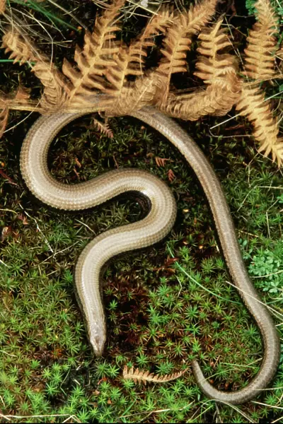 Slow Worm Legless Lizard, UK