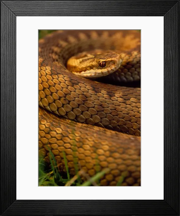 Framed Print : Adder - female, close-up UK Framed Print : Adder - female, close-up UK