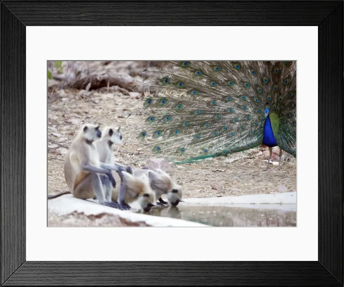Framed Print : Peacock - Displaying to Hanuman Langurs (Presbytis entellus) Ranthambhore NP, Rajasthan, India Framed Print : Peacock - Displaying to Hanuman Langurs (Presbytis entellus) Ranthambhore NP, Rajasthan, India