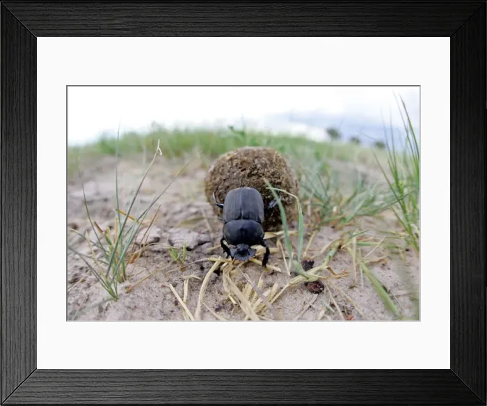 Framed Print : Dung Beetle - Rolling dung Hwange National Park, Zimbabwe, Africa Framed Print : Dung Beetle - Rolling dung Hwange National Park, Zimbabwe, Africa