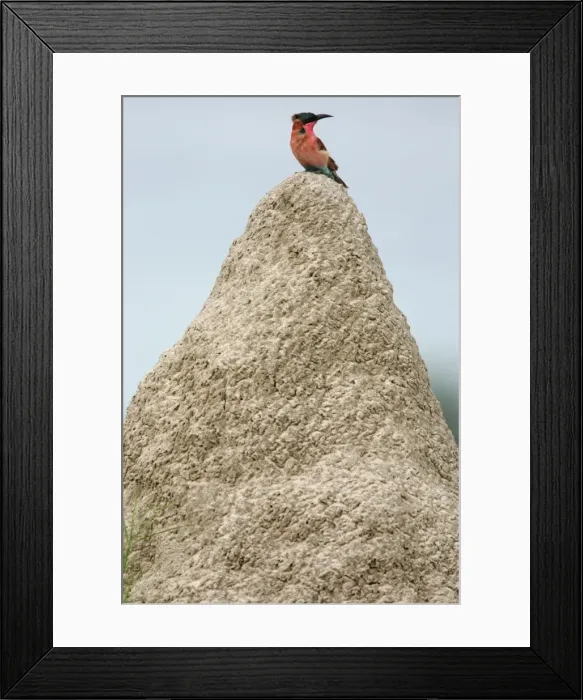 Framed Print : Carmine Bee-eater - On termite mound Hwange National Park, Zimbabwe, Africa Framed Print : Carmine Bee-eater - On termite mound Hwange National Park, Zimbabwe, Africa
