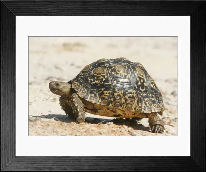 Framed Print : Leopard Tortoise - With straw in mouth Hwange National Park, Zimbabwe, Africa Framed Print : Leopard Tortoise - With straw in mouth Hwange National Park, Zimbabwe, Africa