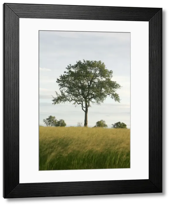 Framed Print : Leadwood Tree - Hwange National Park, Zimbabwe, Africa Framed Print : Leadwood Tree - Hwange National Park, Zimbabwe, Africa