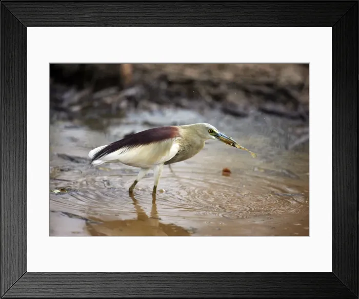 Framed Print : Indian Pond Heron - With frog prey Ranthambhore National Park, Rajasthan, India Framed Print : Indian Pond Heron - With frog prey Ranthambhore National Park, Rajasthan, India