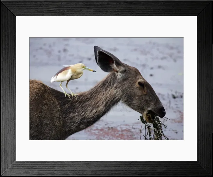 Framed Print : Sambar with Indian Pond Heron (ardeola grayii) sat on neck Ranthambhore National Park, Rajasthan, India Framed Print : Sambar with Indian Pond Heron (ardeola grayii) sat on neck Ranthambhore National Park, Rajasthan, India