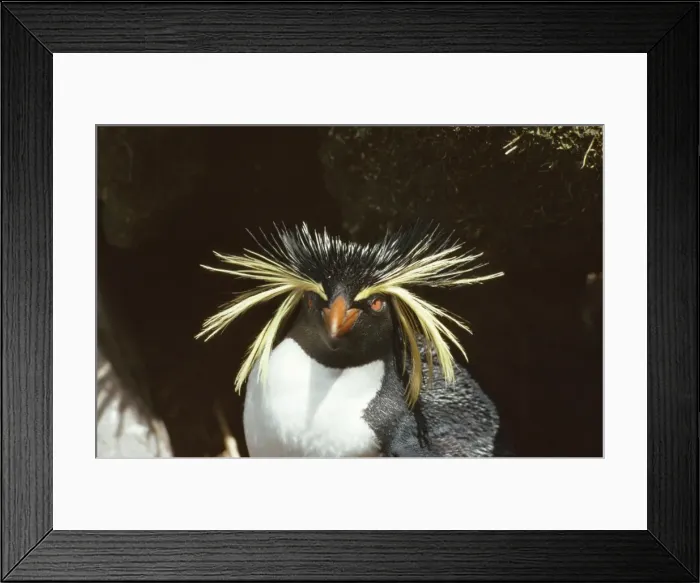 Framed Print : Rockhopper Penguin Gough Island Framed Print : Rockhopper Penguin Gough Island