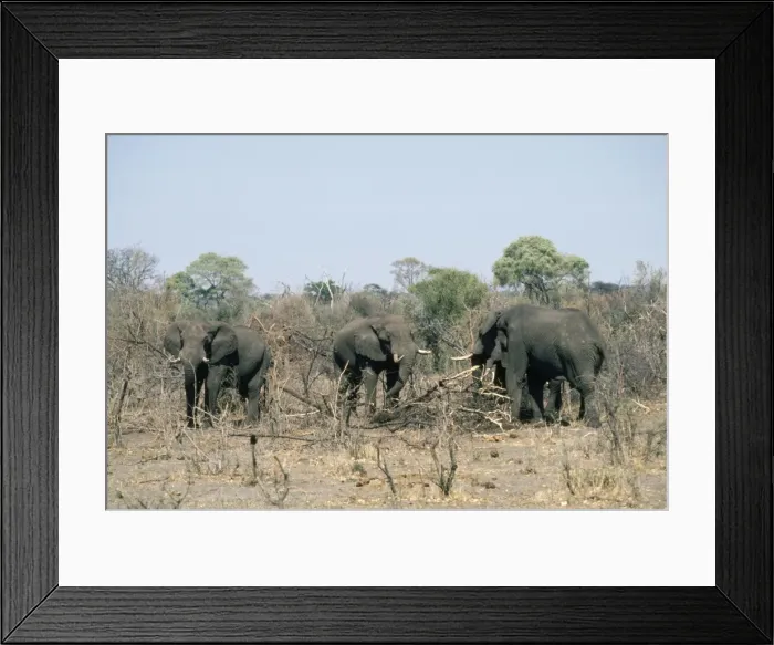 Framed Print : African Elephant - feeding on sticks because of drought Chobe National Park, Africa Framed Print : African Elephant - feeding on sticks because of drought Chobe National Park, Africa