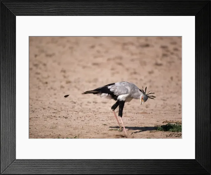 Framed Print : Secretary Bird - stamps on grasshopper Framed Print : Secretary Bird - stamps on grasshopper