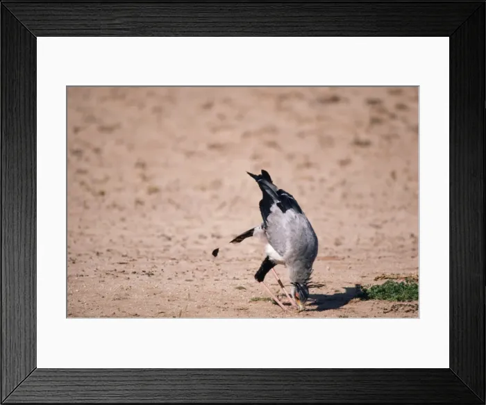 Framed Print : Secretary Bird - eating grasshopper Framed Print : Secretary Bird - eating grasshopper