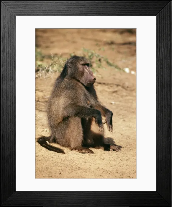 Framed Print : Chacma Baboon Natal, South Africa Framed Print : Chacma Baboon Natal, South Africa