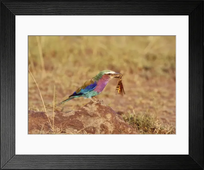 Framed Print : Lilac-breasted Roller Bird locust in beak, South Africa Framed Print : Lilac-breasted Roller Bird locust in beak, South Africa