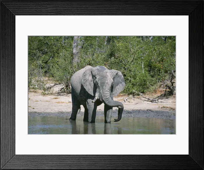 Framed Print : African Elephant - resting trunk on tusk Chobe National Park, Botswana, Africa Framed Print : African Elephant - resting trunk on tusk Chobe National Park, Botswana, Africa