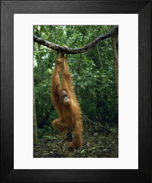 Framed Print : Sumatran Orang-utan Sumatra, Indonesia Framed Print : Sumatran Orang-utan Sumatra, Indonesia