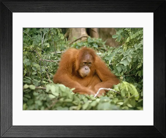 Framed Print : Sumatran Orang-utan Sumatra Indonesia Framed Print : Sumatran Orang-utan Sumatra Indonesia