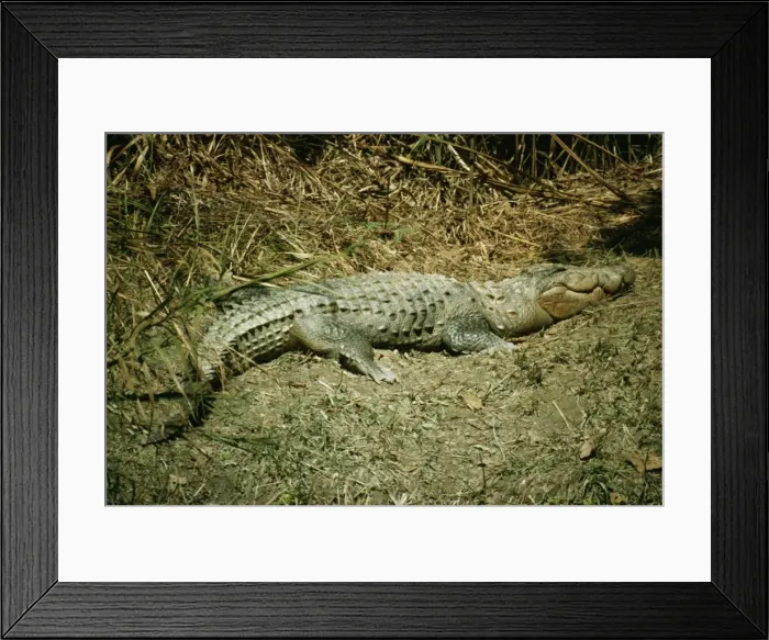 Framed Print : Marsh Mugger Crocodile Framed Print : Marsh Mugger Crocodile