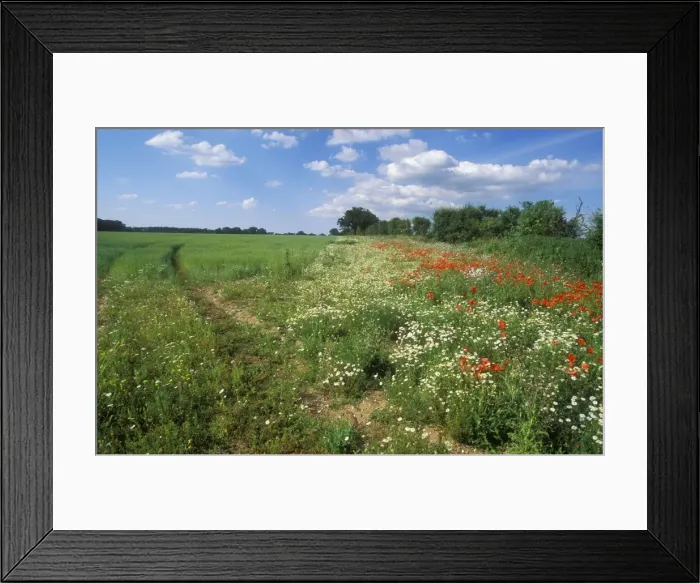 Framed Print : Farming Conservation Headlands. Breckland, Norfolk, UK Framed Print : Farming Conservation Headlands. Breckland, Norfolk, UK
