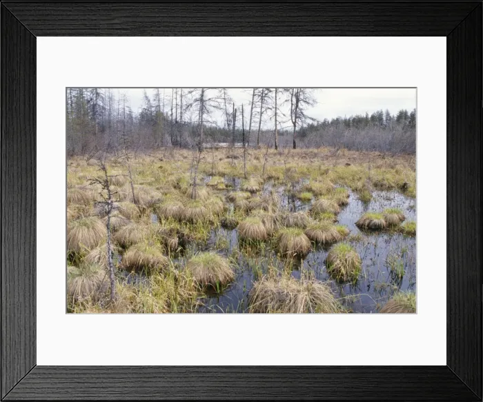 Framed Print : Russia - Taiga Forest North East Siberia Framed Print : Russia - Taiga Forest North East Siberia
