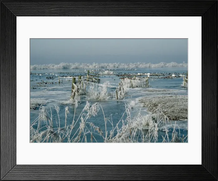Framed Print : Wildfowl - including Swan, wintering in snow. Welney Wash, Norfolk, UK Framed Print : Wildfowl - including Swan, wintering in snow. Welney Wash, Norfolk, UK