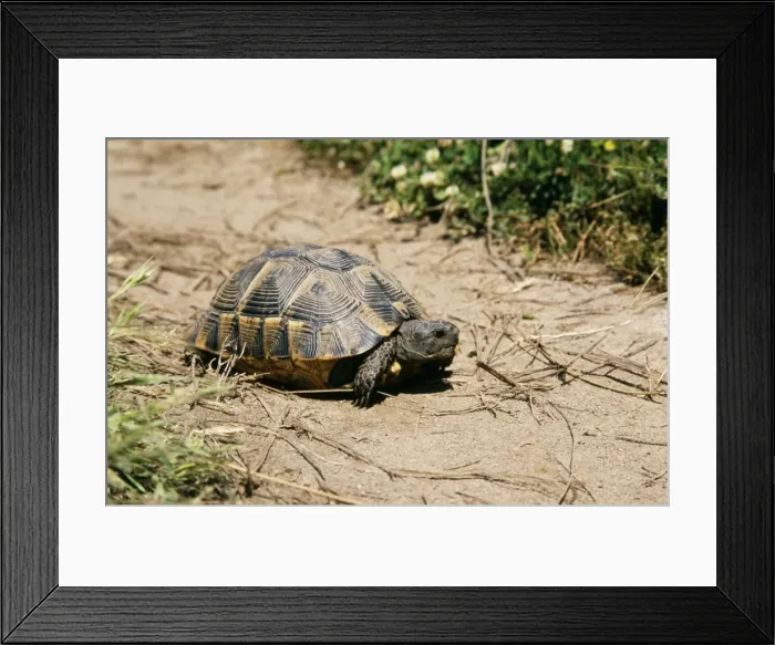 Framed Print : Spur-thighed Tortoise Framed Print : Spur-thighed Tortoise