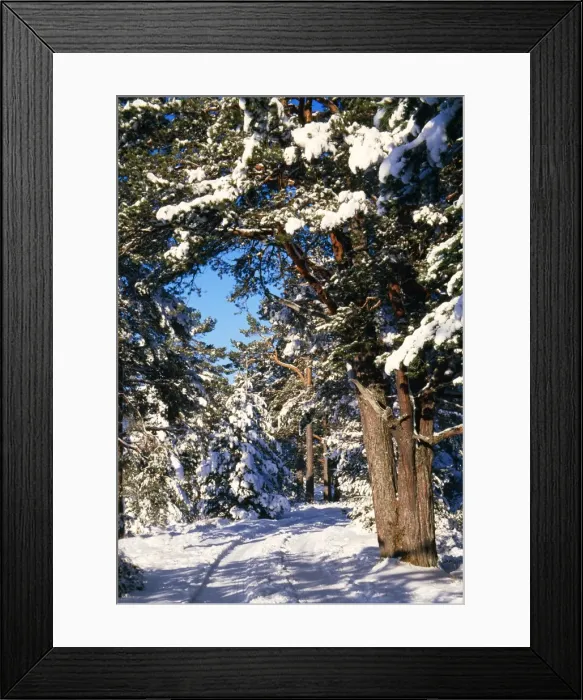 Framed Print : Scotland Forest, Rothiemurchus Framed Print : Scotland Forest, Rothiemurchus