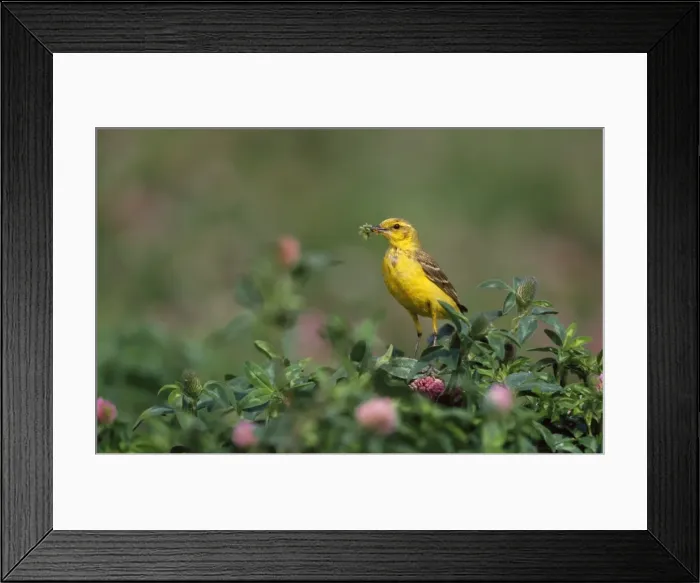 Framed Print : Yellow Wagtail - with insects in beak UK Framed Print : Yellow Wagtail - with insects in beak UK