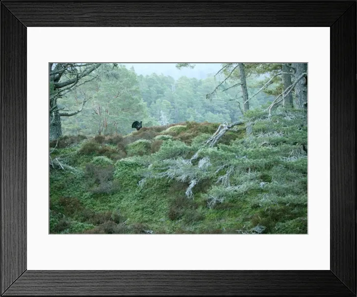 Framed Print : Capercaillie Displaying early morning in old Caledonian pine forest. Scotland UK Framed Print : Capercaillie Displaying early morning in old Caledonian pine forest. Scotland UK