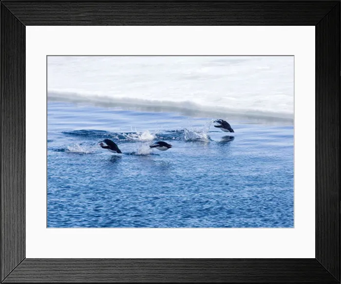 Framed Print : Adelie Penquins - Three porpoising beside sea ice, Antarctic. October Framed Print : Adelie Penquins - Three porpoising beside sea ice, Antarctic. October