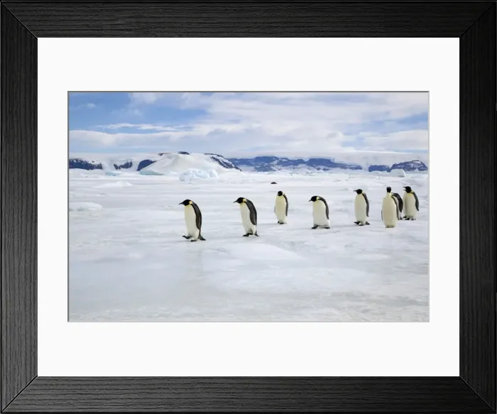 Framed Print : Emperor Penquin - Walking on sea ice back from fishing to feed chicks - Snow Hill Island, Antarctica, October Framed Print : Emperor Penquin - Walking on sea ice back from fishing to feed chicks - Snow Hill Island, Antarctica, October