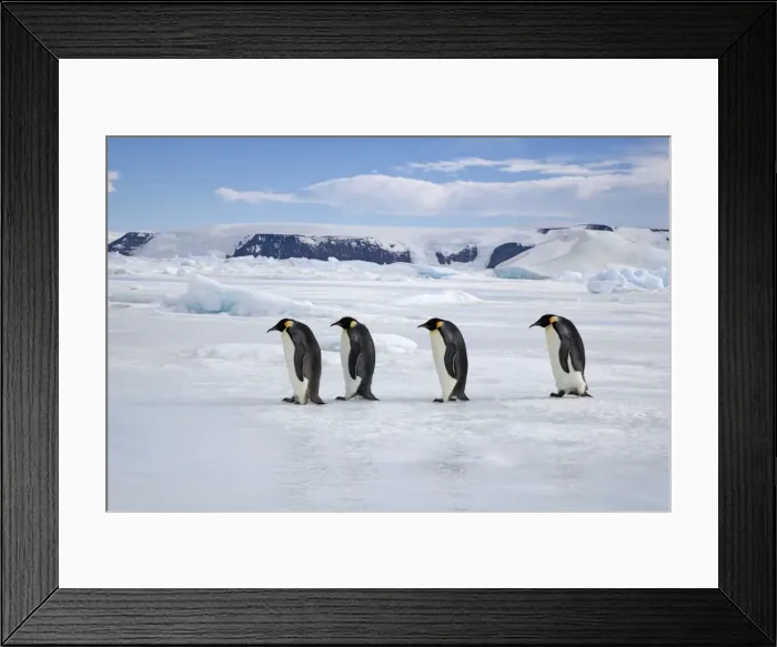 Framed Print : Emperor Penquin - Four walking on sea ice - Snow Hill Island - Antarctica - October Framed Print : Emperor Penquin - Four walking on sea ice - Snow Hill Island - Antarctica - October