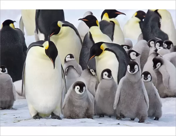 Emperor Penquin - With a large group of chicks - Snow Hill Island - Antarctica - October
