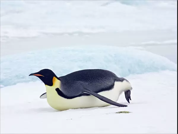 Emperor Penquin - Tobogganing on snow and ice faster than walking -Snow Hill Island - Antarctica - October