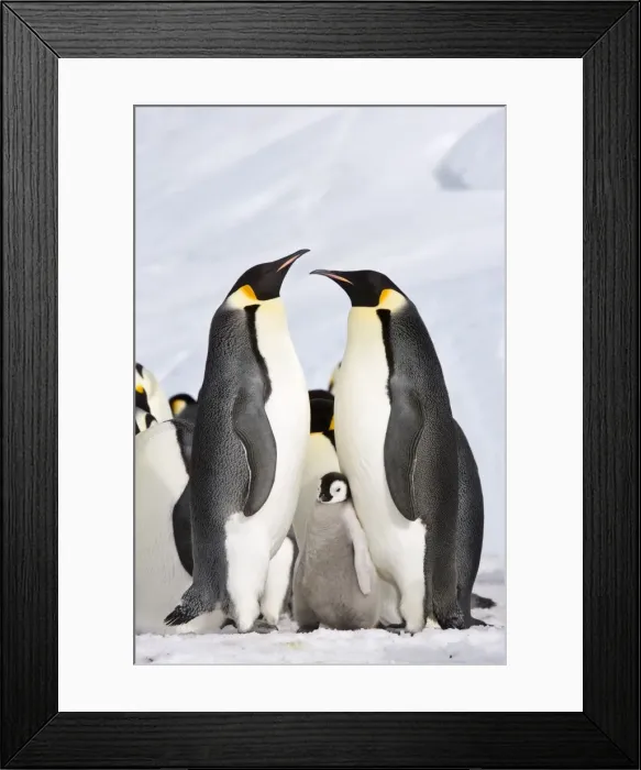 Framed Print : Emperor Penquin - Two proud parents with chick - Snow Hill Island, Antarctica, October Framed Print : Emperor Penquin - Two proud parents with chick - Snow Hill Island, Antarctica, October