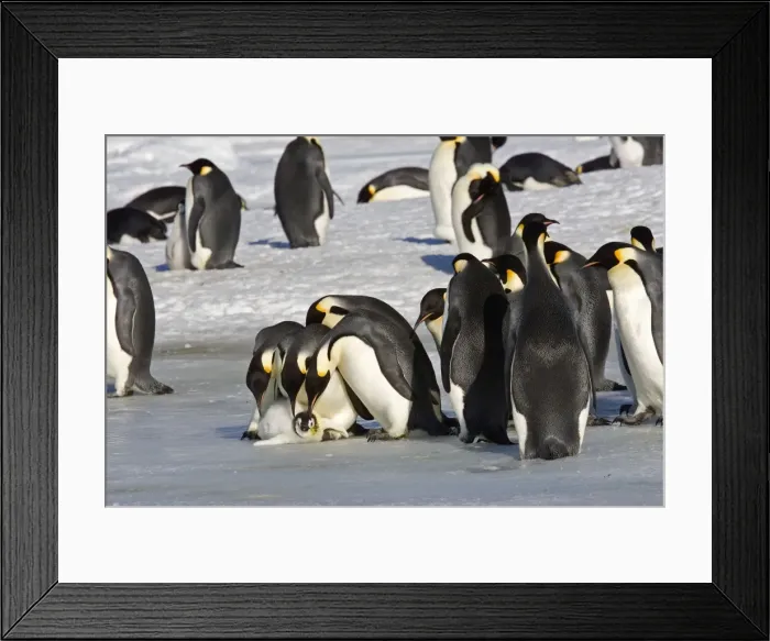 Framed Print : Emperor Penquin - Parents and other adults looking at chick a bit worse for wear who survived kidnap attempt. (This went on several minutes and sometimes chicks dont make it) Snow Hill Island - Antarctic - October Framed Print : Emperor Penquin - Parents and other adults looking at chick a bit worse for wear who survived kidnap attempt. (This went on several minutes and sometimes chicks dont make it) Snow Hill Island - Antarctic - October