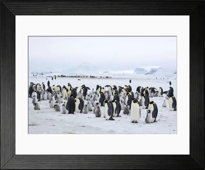 Framed Print : Emperor Penquins - Snow Hill Rookery - Lots of chicks and adults with another Rookery in distance - on ice with mainland in background - Snow Hill Island, Antarctica October Framed Print : Emperor Penquins - Snow Hill Rookery - Lots of chicks and adults with another Rookery in distance - on ice with mainland in background - Snow Hill Island, Antarctica October