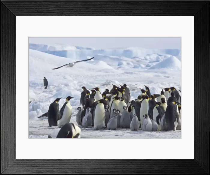 Framed Print : Emperor Penquin and Kelp / Dominican Gull (Larus dominicanus) - Snow Hill Island- Gull in flight over rookery looking for weak chicks - October - Snow Hill Island, Antarctica Framed Print : Emperor Penquin and Kelp / Dominican Gull (Larus dominicanus) - Snow Hill Island- Gull in flight over rookery looking for weak chicks - October - Snow Hill Island, Antarctica