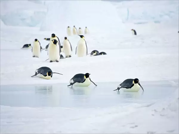 Emperor Penquins - Walking on snow and tobogganing over sea ice - Snow Hill Island, Antarctica