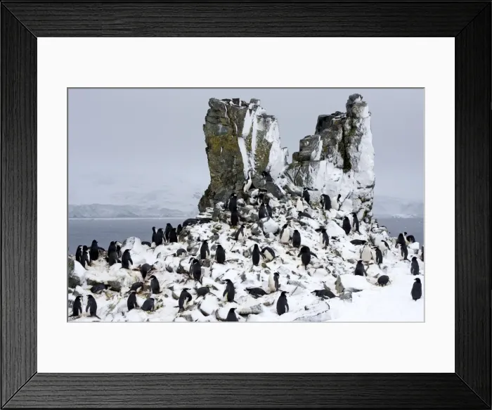 Framed Print : Chinstrap Penquin - On Half Moon Island breeding grounds with fresh snow fall. October Antarctic Framed Print : Chinstrap Penquin - On Half Moon Island breeding grounds with fresh snow fall. October Antarctic