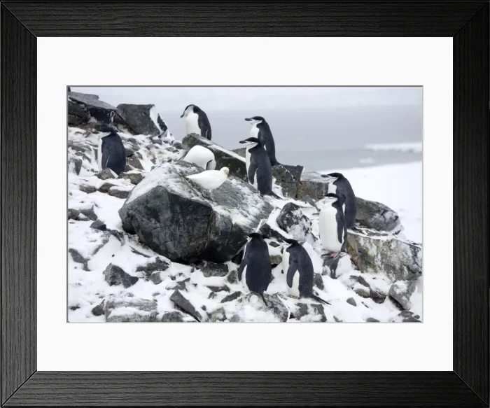 Framed Print : Chinstrap Penquins - On Half Moon Island just arrived on breeding grounds with a Snowy Sheathbill (Chionis alba) looking for food. Antarctic Framed Print : Chinstrap Penquins - On Half Moon Island just arrived on breeding grounds with a Snowy Sheathbill (Chionis alba) looking for food. Antarctic