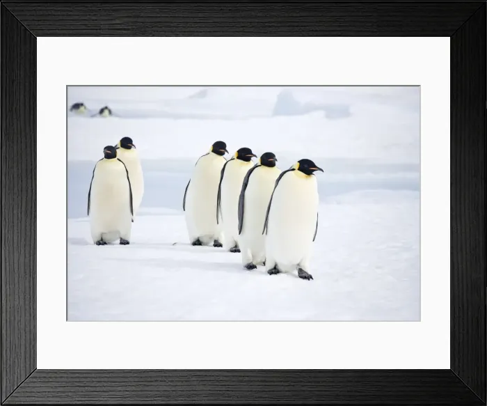 Framed Print : Emperor Penquins - Six walking on sea ice - Snow Hill Island, Antarctica, October Framed Print : Emperor Penquins - Six walking on sea ice - Snow Hill Island, Antarctica, October