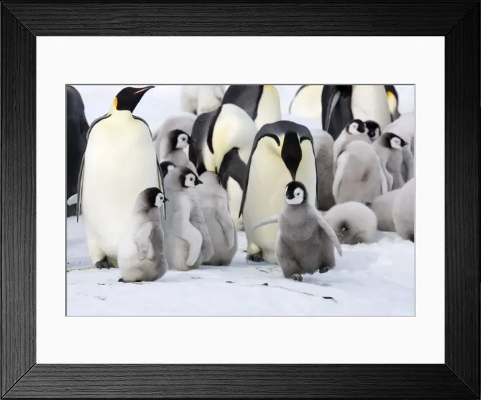Framed Print : Emperor Penquin - With chicks and one with Happy Feet - Snow Hill Island, Antarctica, Antarctic October Framed Print : Emperor Penquin - With chicks and one with Happy Feet - Snow Hill Island, Antarctica, Antarctic October