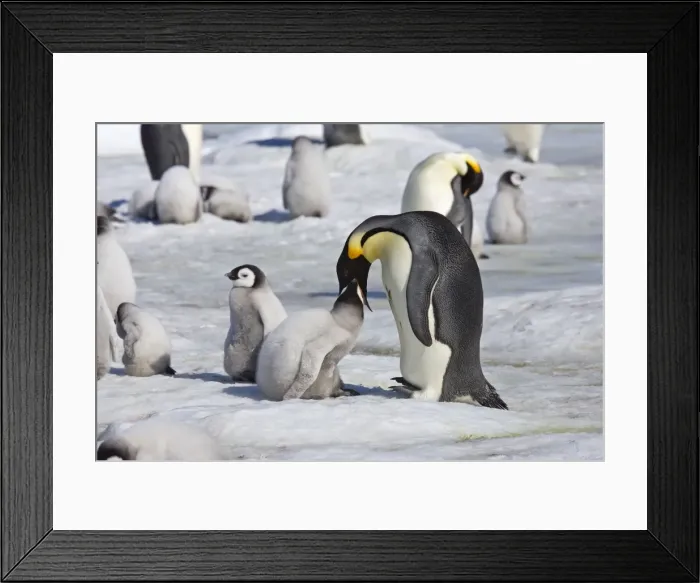 Framed Print : Emperor Penquin - Chick being fed regurgitated food from adults throat - Snow Hill Island, Antarctic October Framed Print : Emperor Penquin - Chick being fed regurgitated food from adults throat - Snow Hill Island, Antarctic October