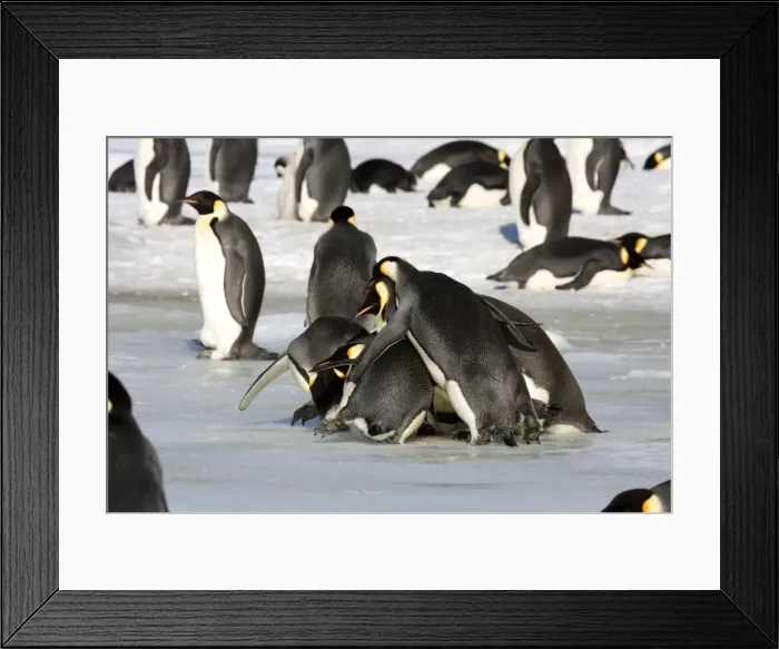 Framed Print : Emperor Penquin - Adults trying to kidnap a chick by pushing & shoving with chick underneath and its parents in the pile trying rescue their chick - Snow Hill Island Antarctic, October Snow Hill Island, Antarctica Framed Print : Emperor Penquin - Adults trying to kidnap a chick by pushing & shoving with chick underneath and its parents in the pile trying rescue their chick - Snow Hill Island Antarctic, October Snow Hill Island, Antarctica