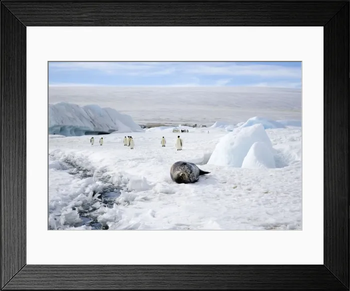 Framed Print : Weddell Seal - On sea ice with Emperor Penquins (Aptenodytes forsteri) in background - Snow Hill Island, Antarctica October Antarctic Framed Print : Weddell Seal - On sea ice with Emperor Penquins (Aptenodytes forsteri) in background - Snow Hill Island, Antarctica October Antarctic