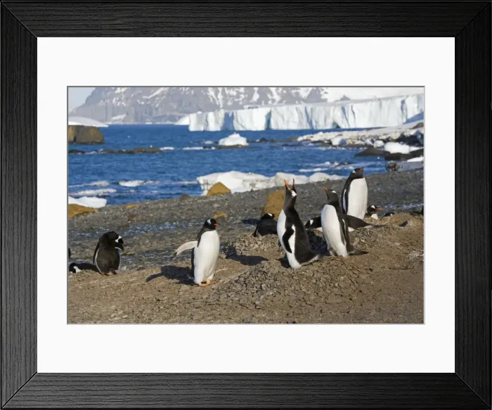 Framed Print : Gentoo Penquins - Displaying at nest site on Brown Island, Antarctic, October Framed Print : Gentoo Penquins - Displaying at nest site on Brown Island, Antarctic, October