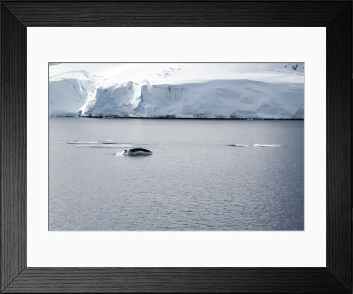 Framed Print : Antarctic Minke Whale, Breaching with two others just dived - October Framed Print : Antarctic Minke Whale, Breaching with two others just dived - October