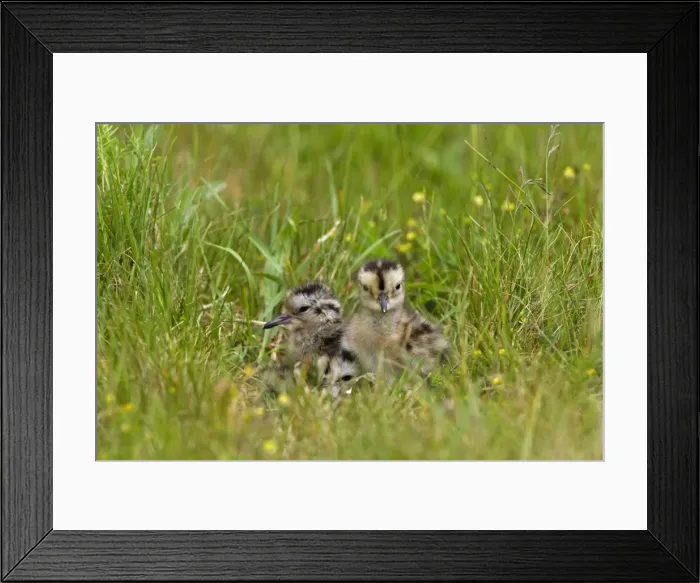 Framed Print : Curlew - Chicks in nest site with eggshells - Norfolk UK Framed Print : Curlew - Chicks in nest site with eggshells - Norfolk UK